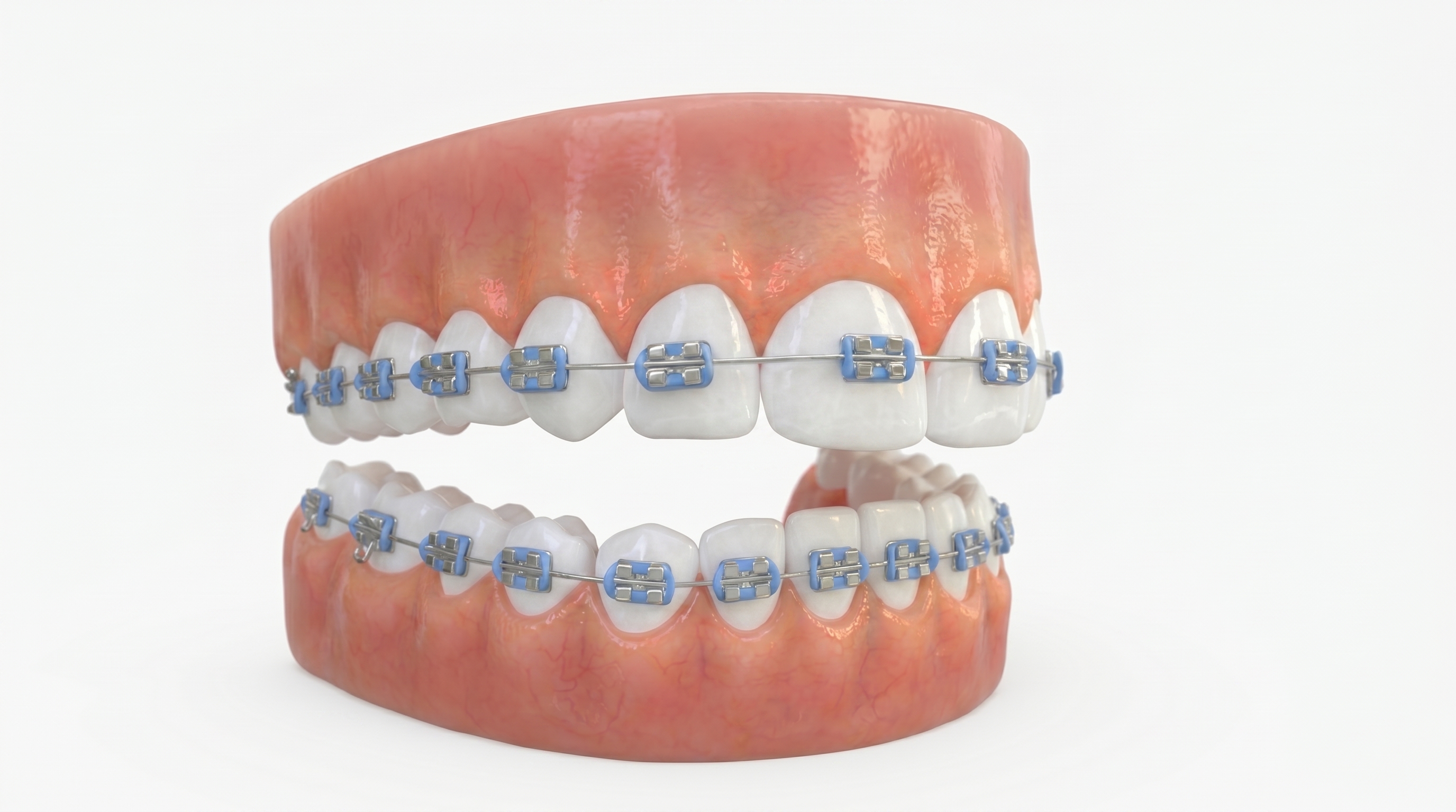 Hygiene techniques teeth model